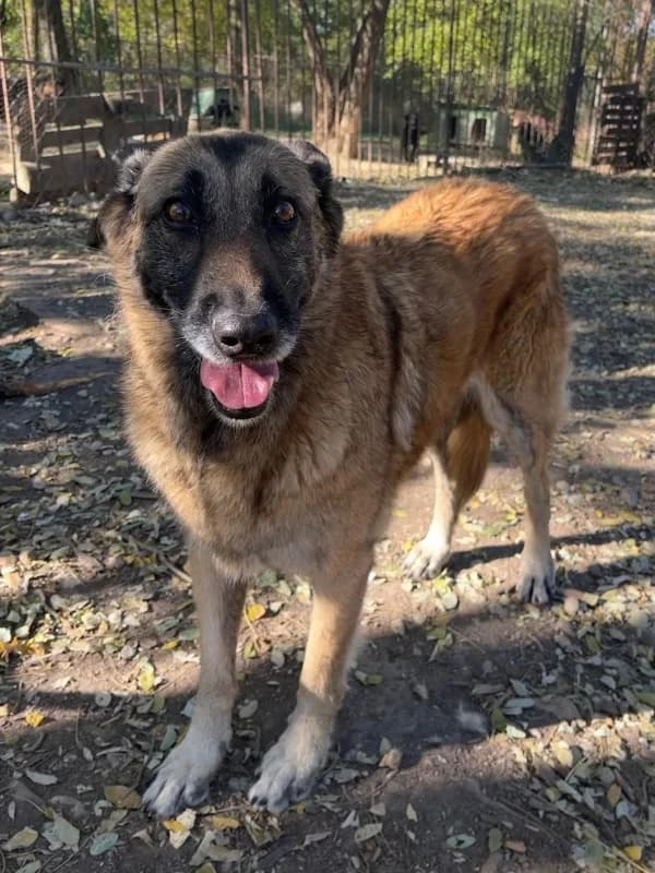 Rhea, female senior Belgian Shepherd for adoption at SOS Dogs FPCC Oradea, Oradea