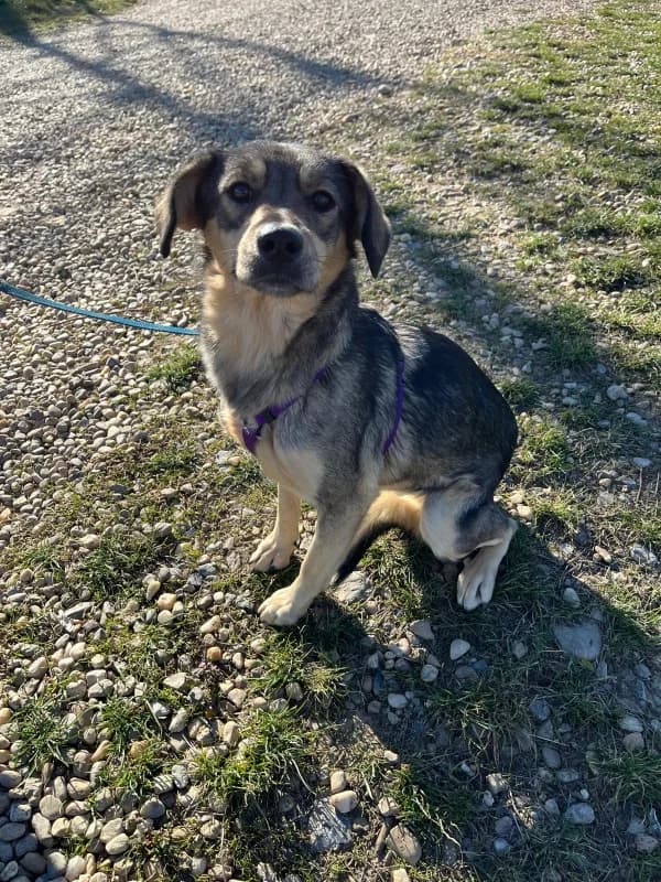 Frida, female 3yo Mixed Breed for adoption at SOS Dogs FPCC Oradea, Oradea