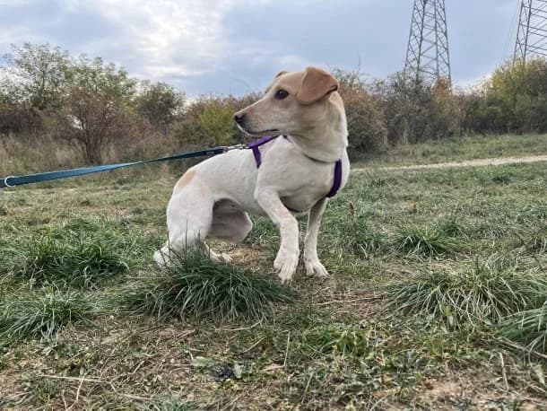 Paloma, Mixed Breed (SOS Dogs FPCC Oradea)