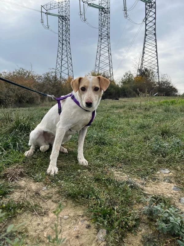Paloma, female young Mixed Breed for adoption at SOS Dogs FPCC Oradea, Oradea