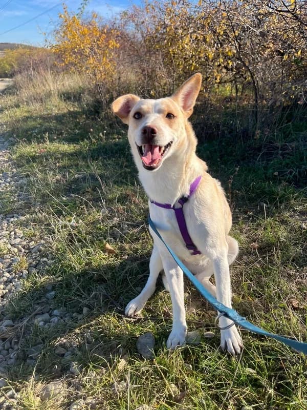 Prue, female young Mixed Breed for adoption at SOS Dogs FPCC Oradea, Oradea