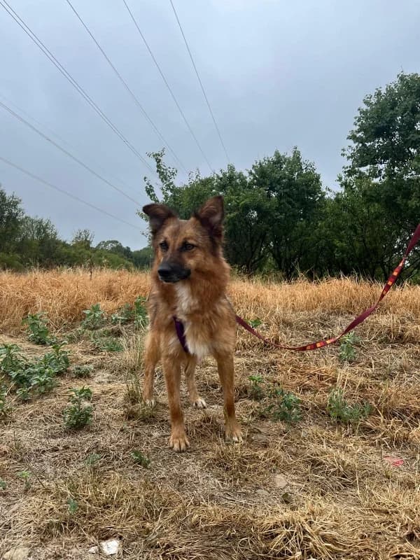 Daimi, female young Mixed Breed for adoption at SOS Dogs FPCC Oradea, Oradea