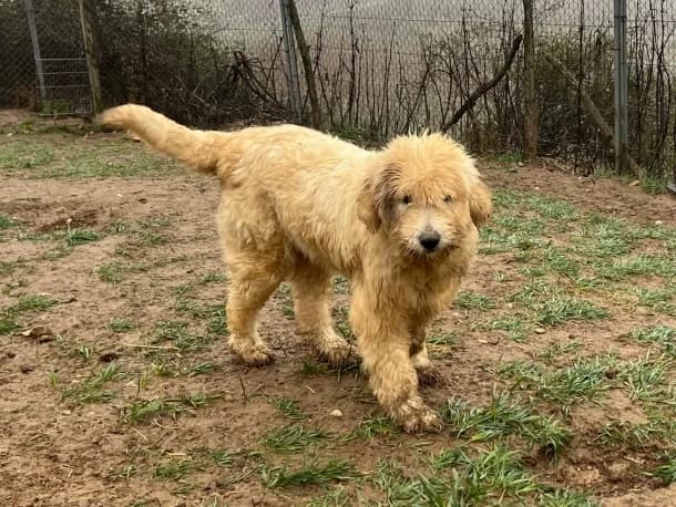 Albu, male 7yo Romanian Shepherd for adoption at SOS Dogs FPCC Oradea, Oradea