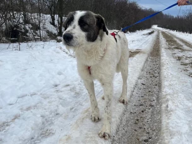 Ares, male young Mixed Breed for adoption at SOS Dogs FPCC Oradea, Oradea