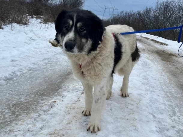 Freya, female 5yo Mixed Breed for adoption at SOS Dogs FPCC Oradea, Oradea