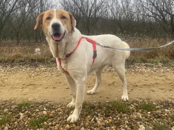 Martha, female 4yo Mixed Breed for adoption at SOS Dogs FPCC Oradea, Oradea