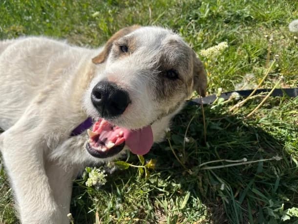 Freddy, male young Mixed Breed for adoption at SOS Dogs FPCC Oradea, Oradea
