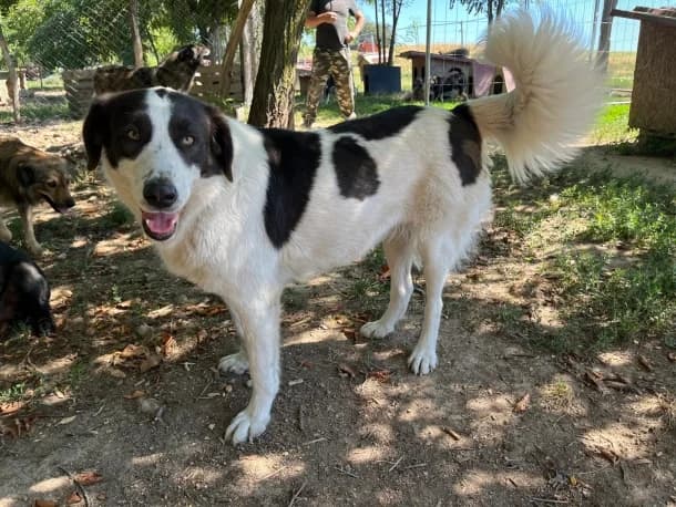 Hera, female 3yo Mixed Breed for adoption at SOS Dogs FPCC Oradea, Oradea