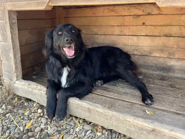 Nero, male 5yo Mixed Breed for adoption at SOS Dogs FPCC Oradea, Oradea