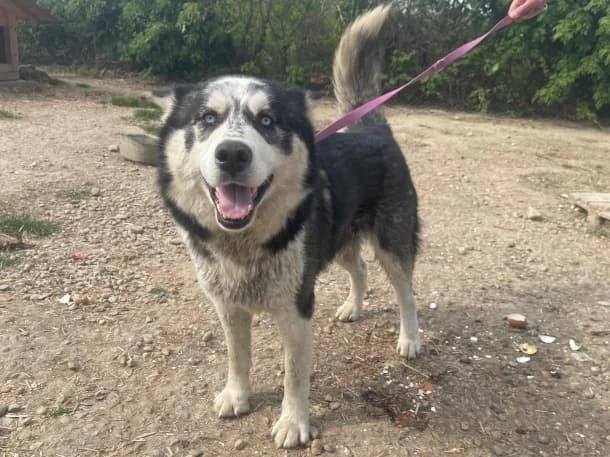 Aki, male 3yo Husky for adoption at SOS Dogs FPCC Oradea, Oradea