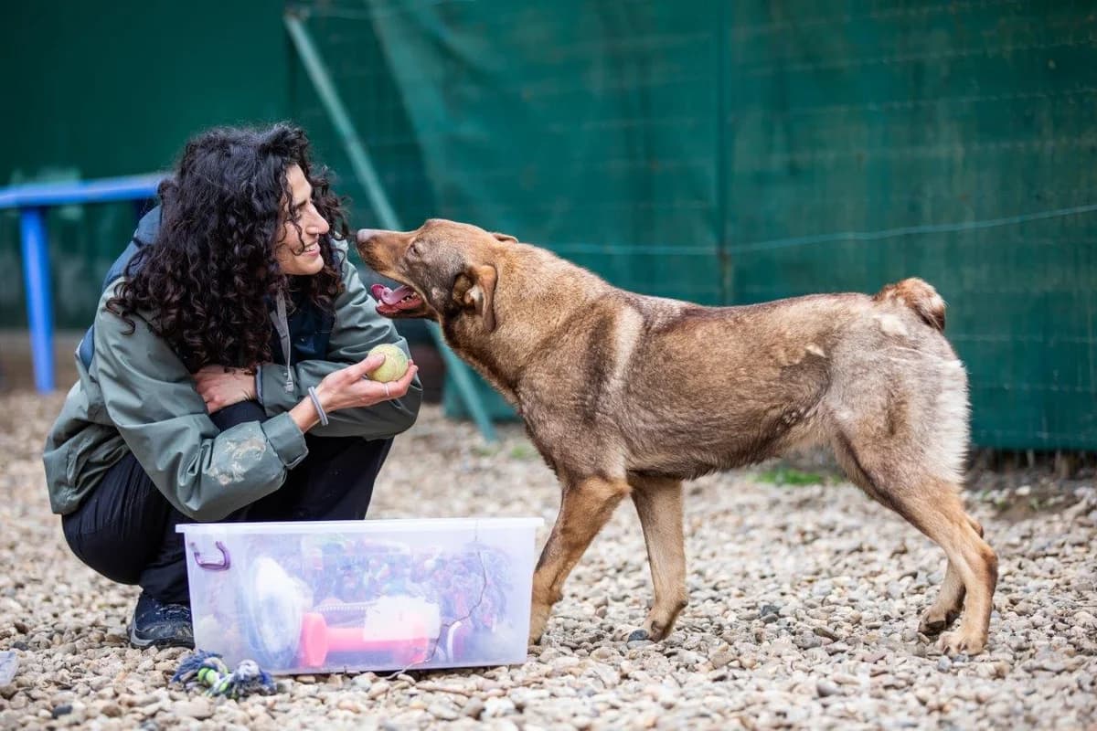 Bora, Maro female Mixed Breed for adoption at Urme de Bucurie, Cernavodă