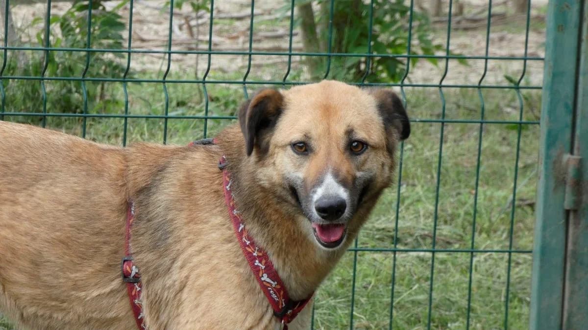 Callia, Bej female Mixed Breed for adoption at Urme de Bucurie, Cernavodă