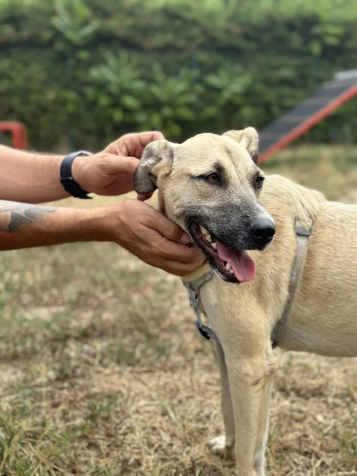 Gianina, Bej female Mixed Breed for adoption at Urme de Bucurie, Cernavodă