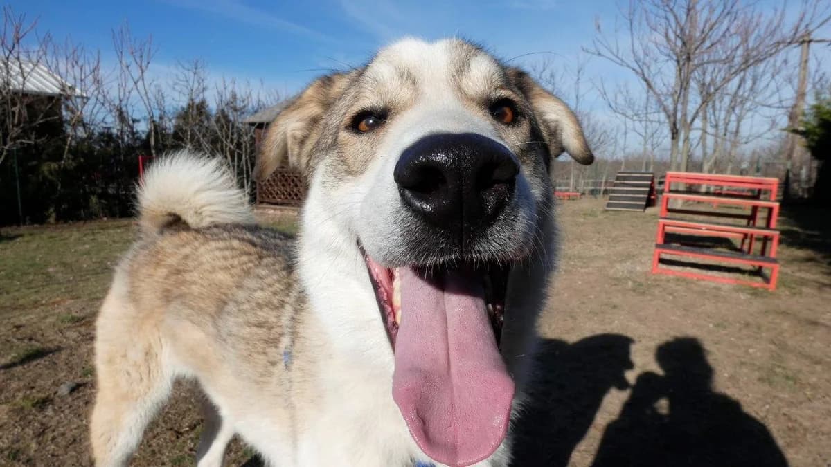 Kofi, Alb male Mixed Breed for adoption at Urme de Bucurie, Cernavodă