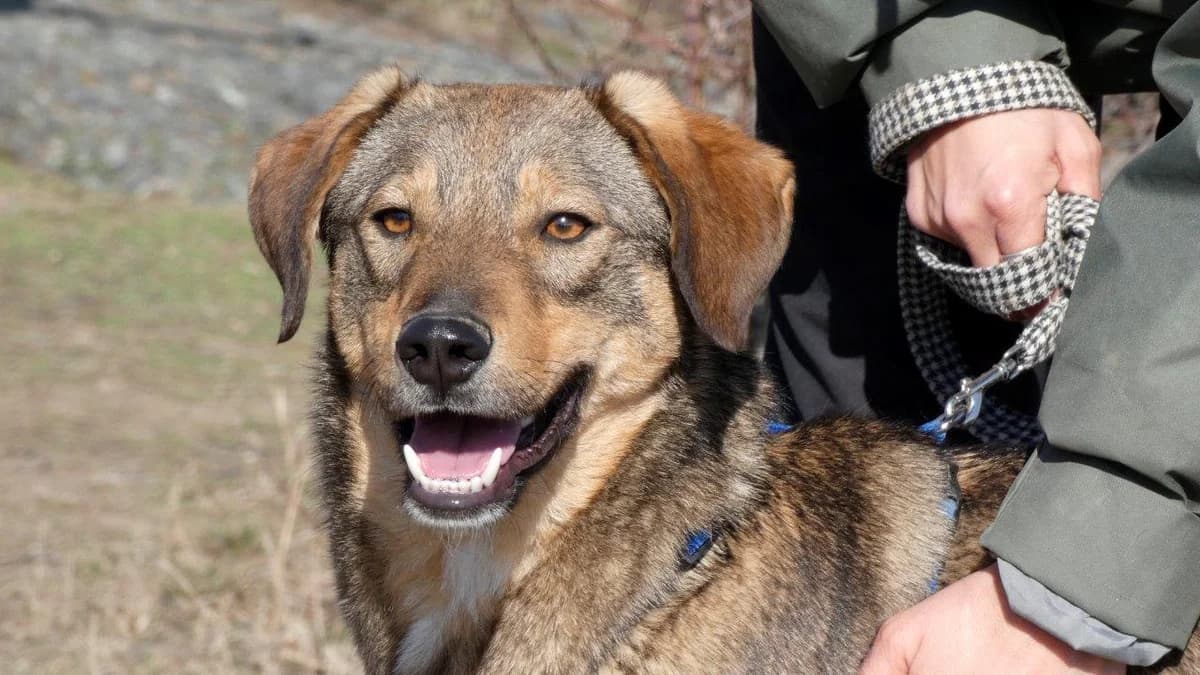 Pluto, Gri male Mixed Breed for adoption at Urme de Bucurie, Cernavodă