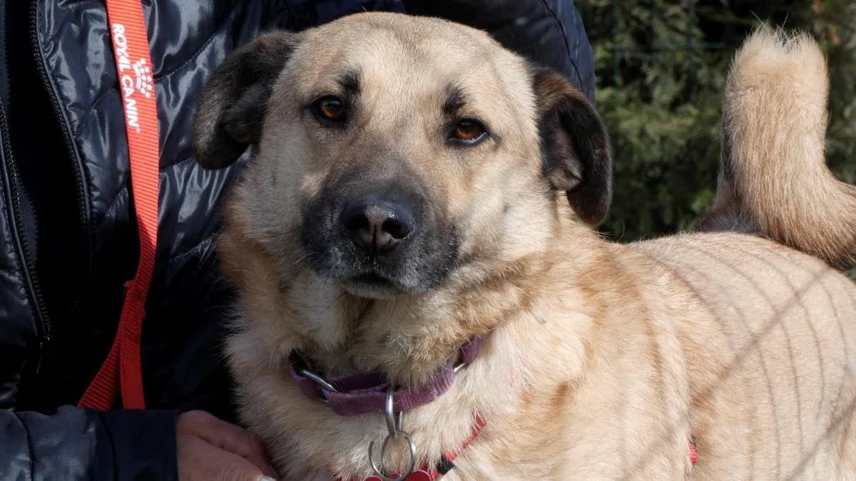 Romeo, Bej male Mixed Breed for adoption at Urme de Bucurie, Cernavodă