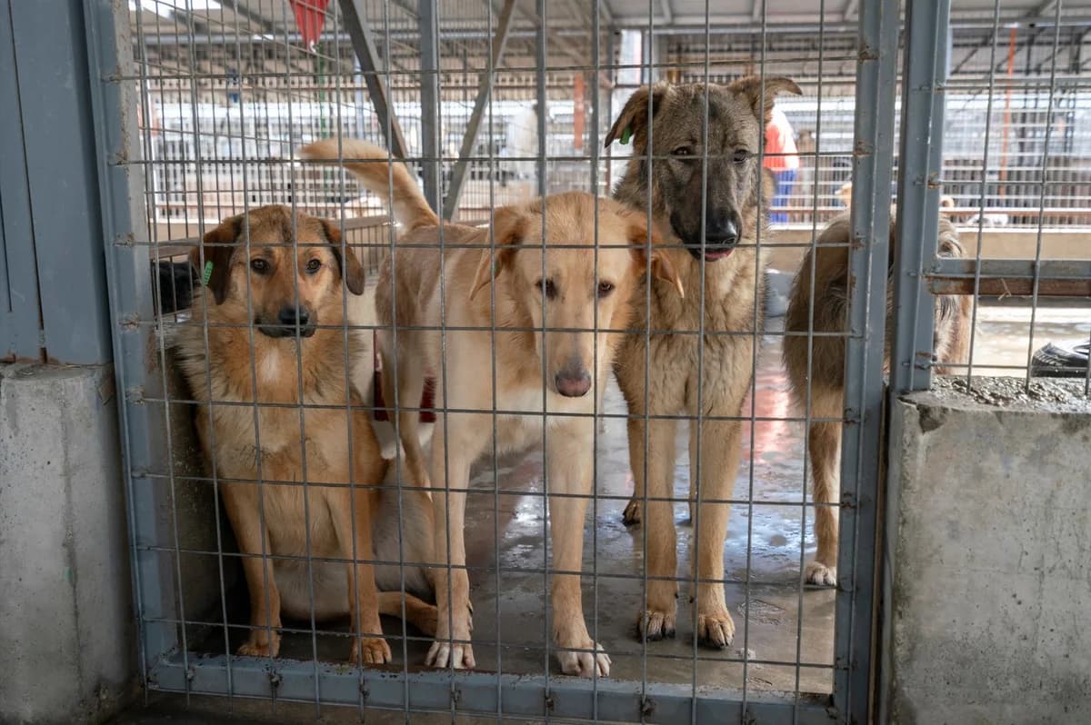 Modellprojekt in Rumänien gestartet, senior Mixed Breed for adoption at Smeura Pitesti, Pitești