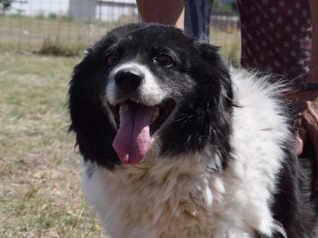 Sussie, female 7yo Mixed Breed for adoption at ROLDA, Galati