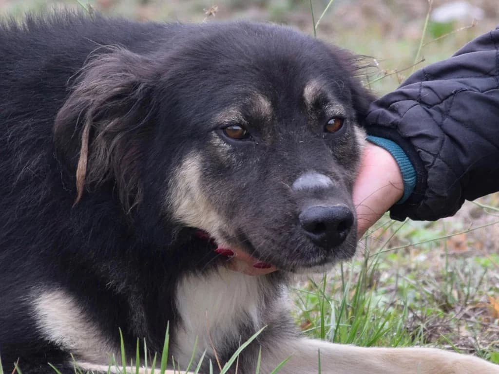 Teddy, male 5yo Mixed Breed for adoption at ROLDA, Galati