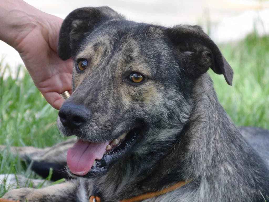 Tilda, female young Mixed Breed for adoption at ROLDA, Galati