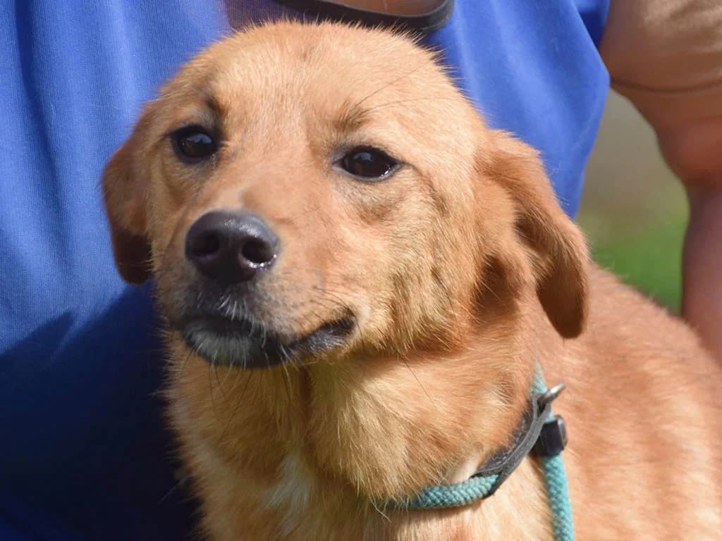 Ylva, female young Mixed Breed for adoption at ROLDA, Galati
