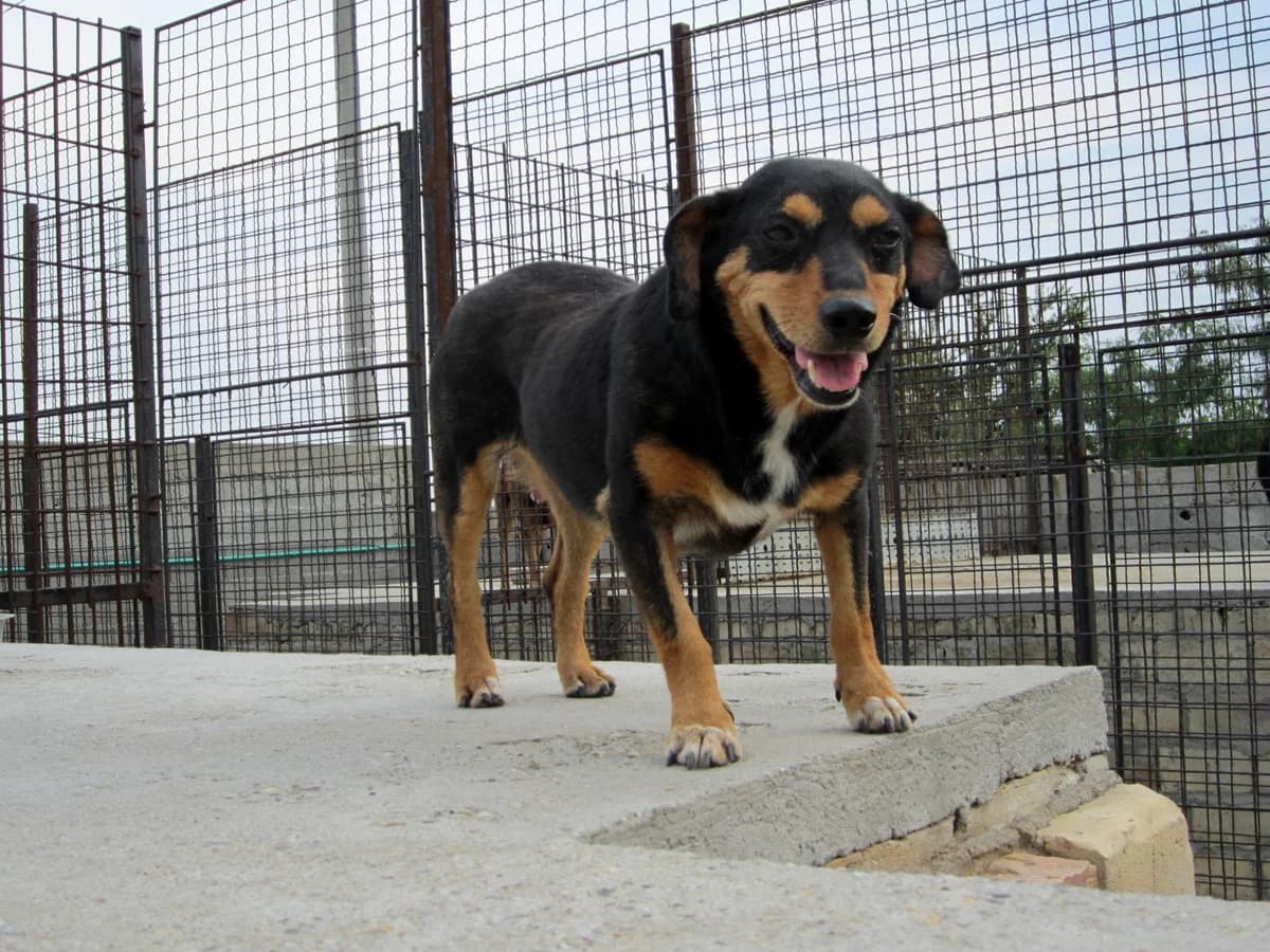 Newton, Mixed Breed (A.D.A. Noguera)