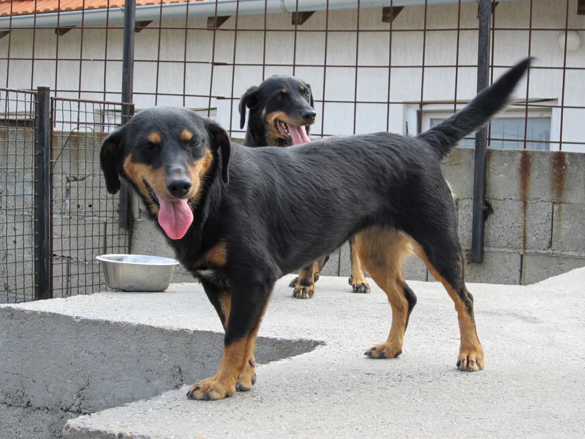 Pitillo, Mixed Breed (A.D.A. Noguera)
