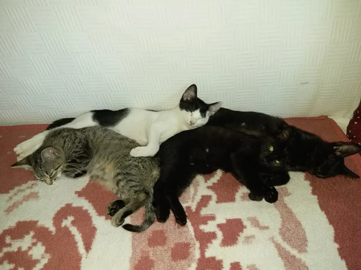 Puma, Luna, Bela i Lea, Mixed Breed for adoption at Feniks, Belgrade