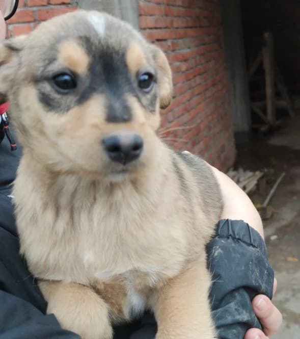 Crni, Čupka, Cvilka i Švrća, Mixed Breed for adoption at Feniks, Belgrade