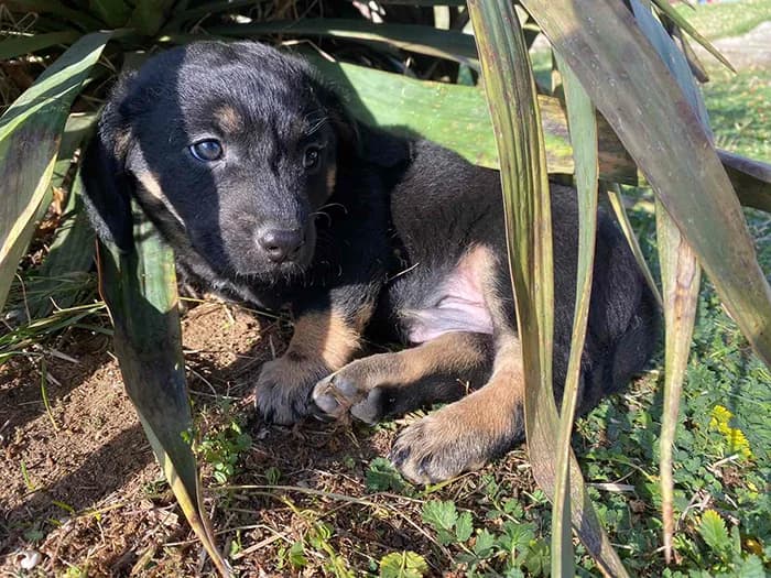 Dva dečaka i devojčica, Mixed Breed (Feniks)
