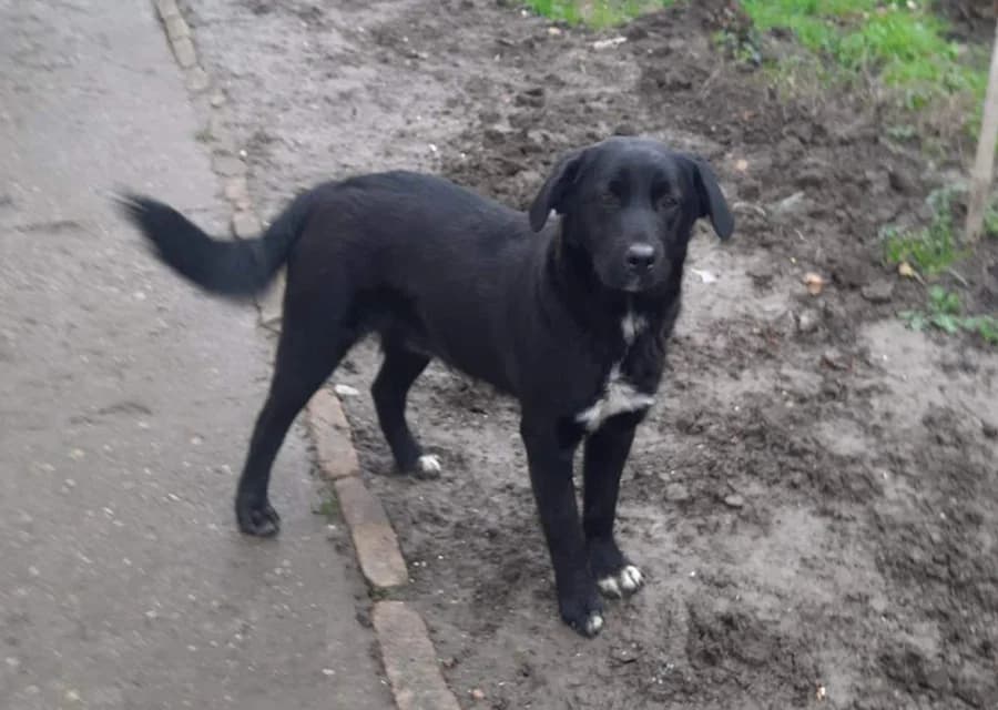 Blacky, Mixed Breed (Feniks)