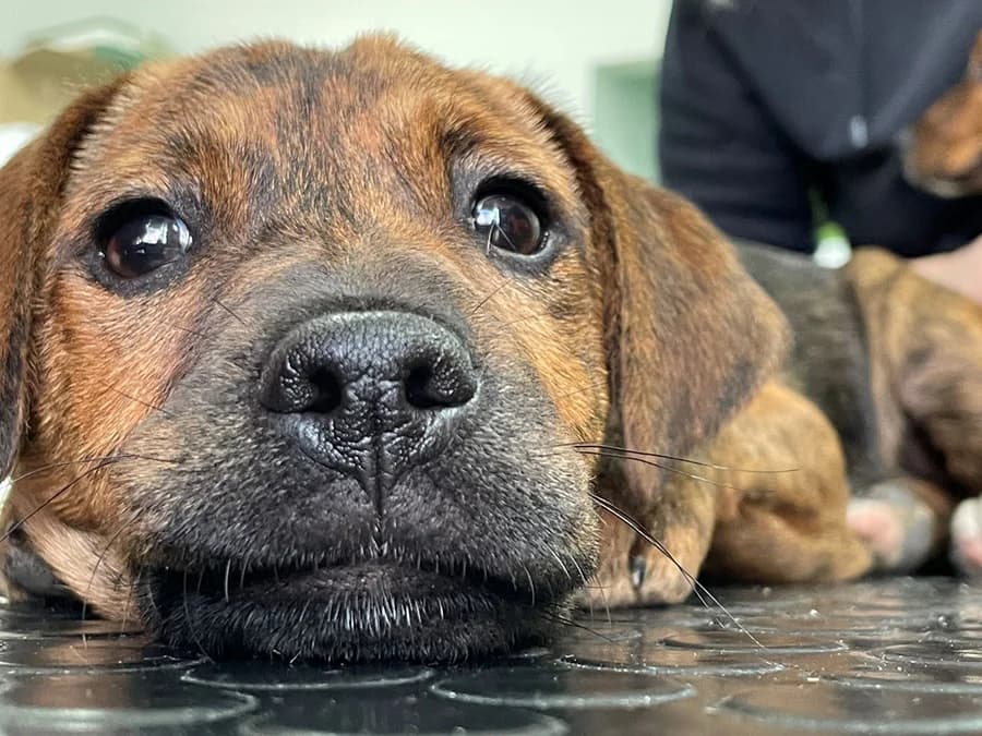 Vida, Mixed Breed (Feniks)