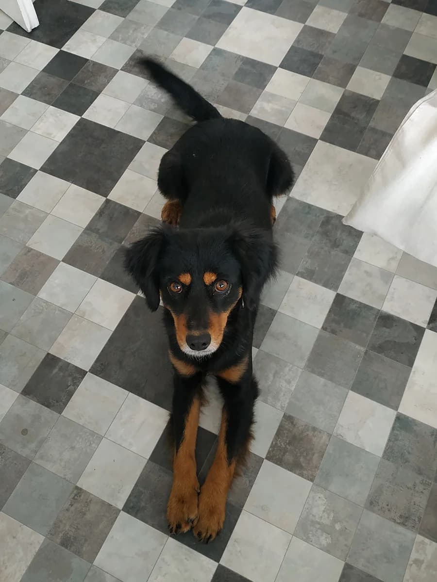 Maša, Mixed Breed (Feniks)