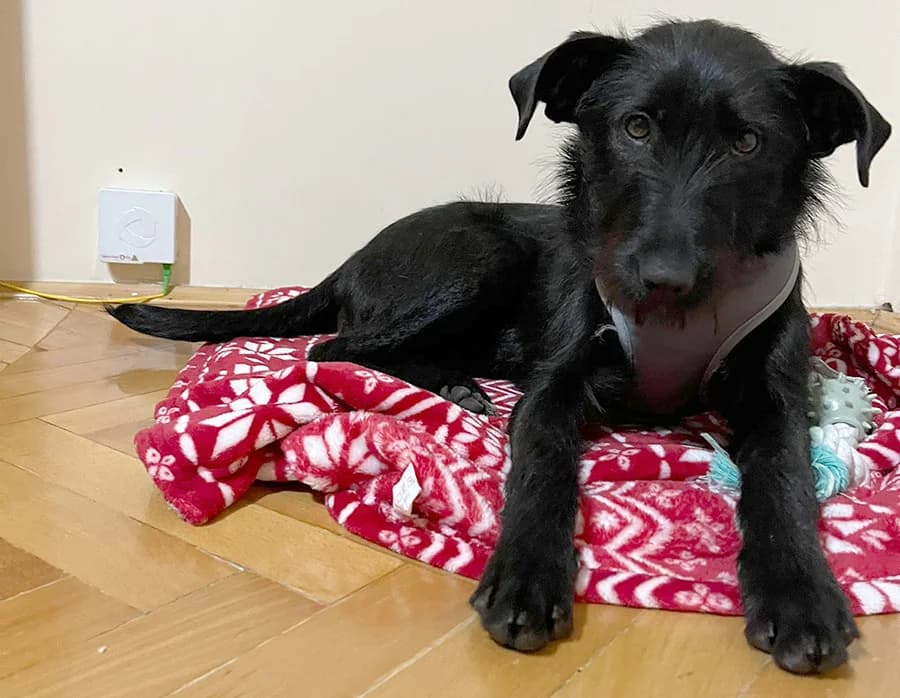 Beba, Mixed Breed (Feniks)