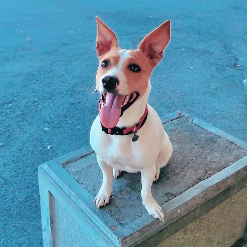 Rea, Mixed Breed (Feniks)