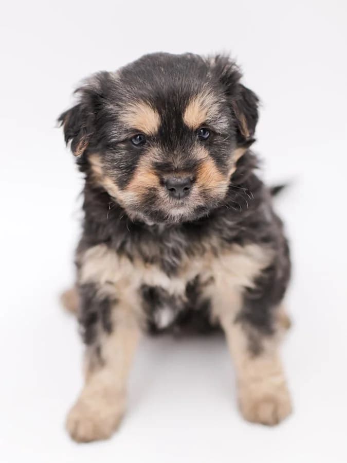 Mešanci maltezera, Mixed Breed (Feniks)