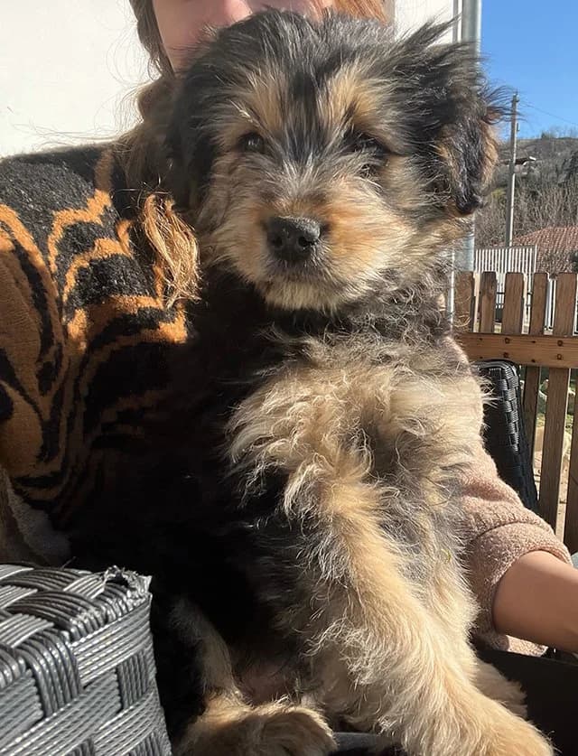Crni, Mixed Breed (Feniks)