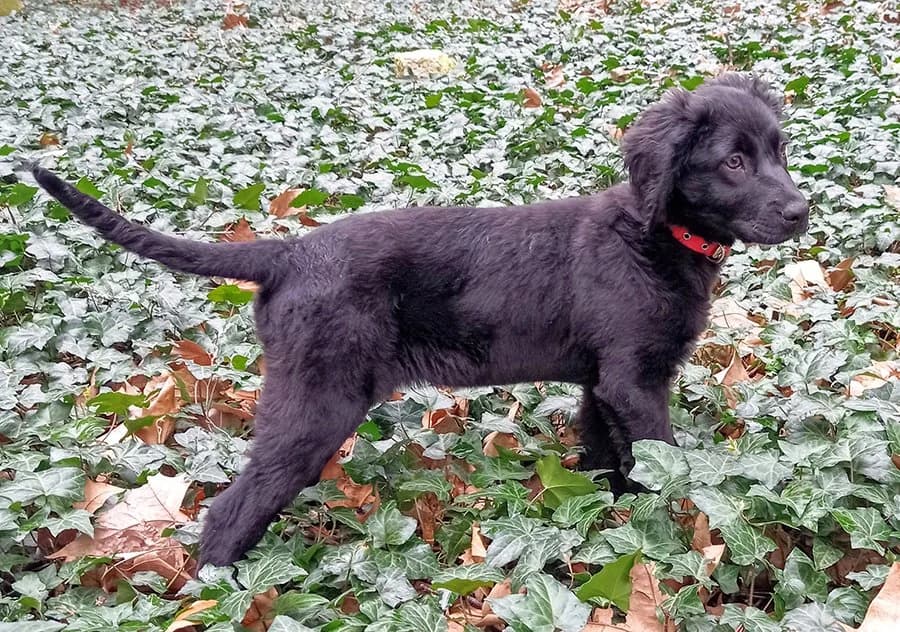 Džoni, Mixed Breed (Feniks)