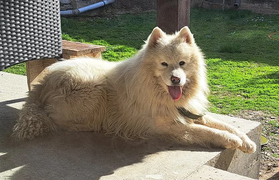 Leo, Mixed Breed (Feniks)