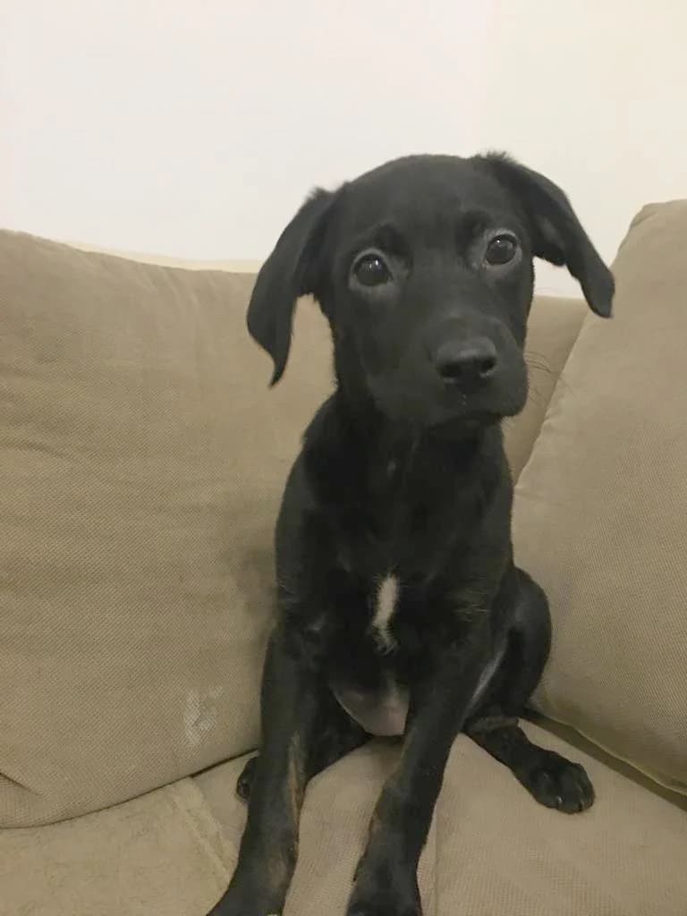 Lea, Lara i Luna, Mixed Breed (Feniks)
