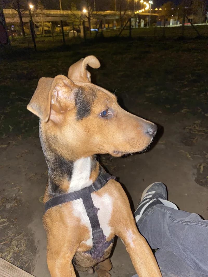 Laki, Mixed Breed (Feniks)