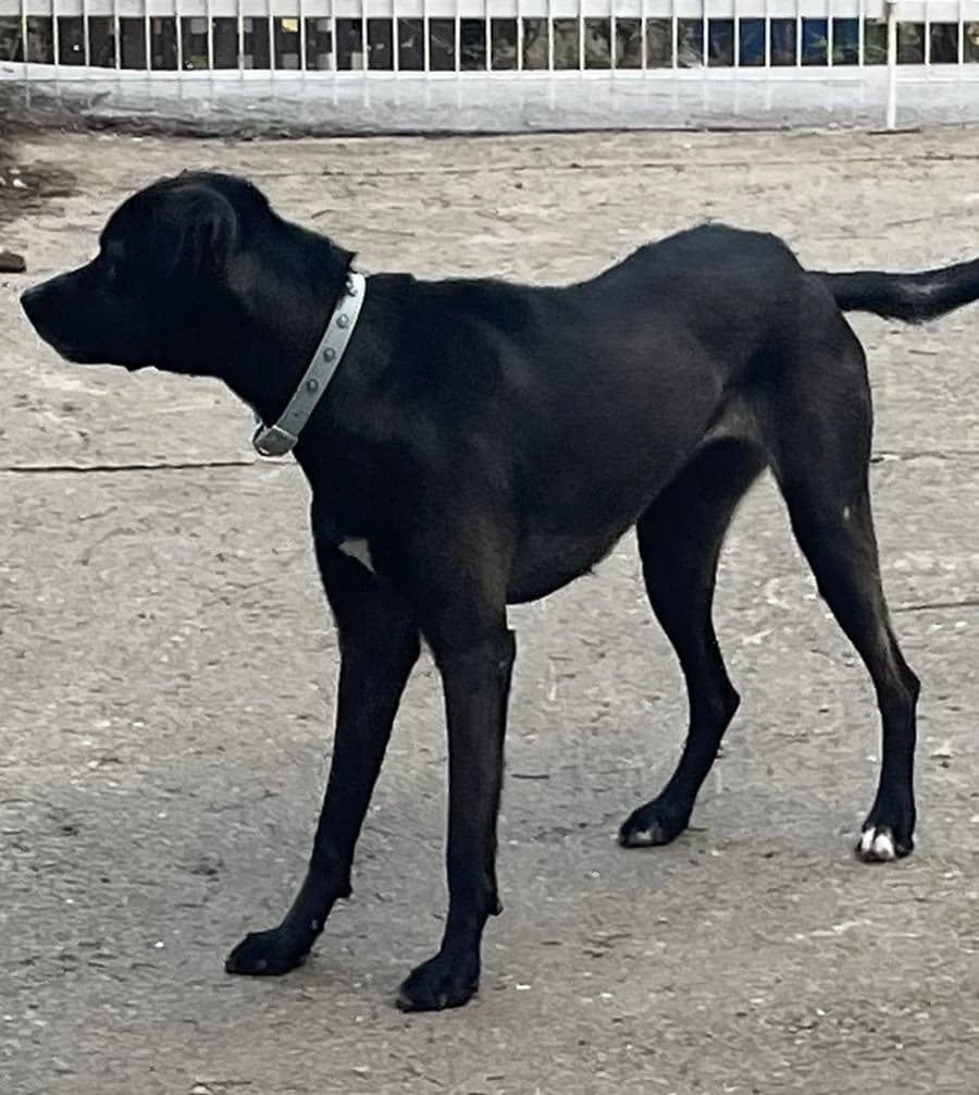 Koko, Mixed Breed (Feniks)