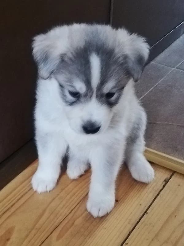 Mali mešanci, Mixed Breed (Feniks)
