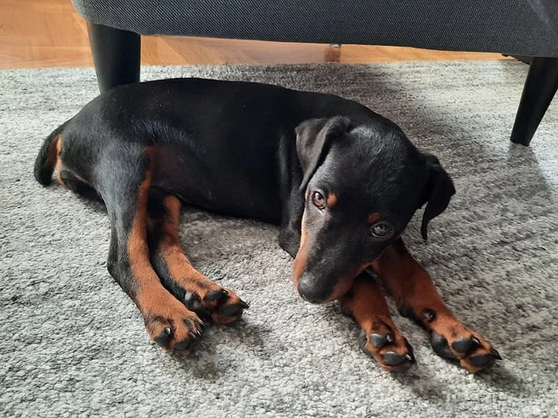 Mila, Mixed Breed (Feniks)