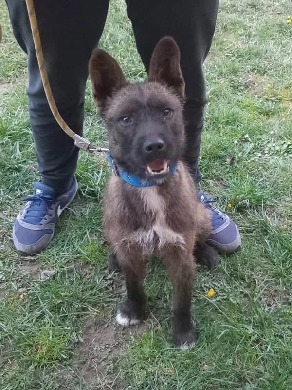 Dona, Mixed Breed (Feniks)