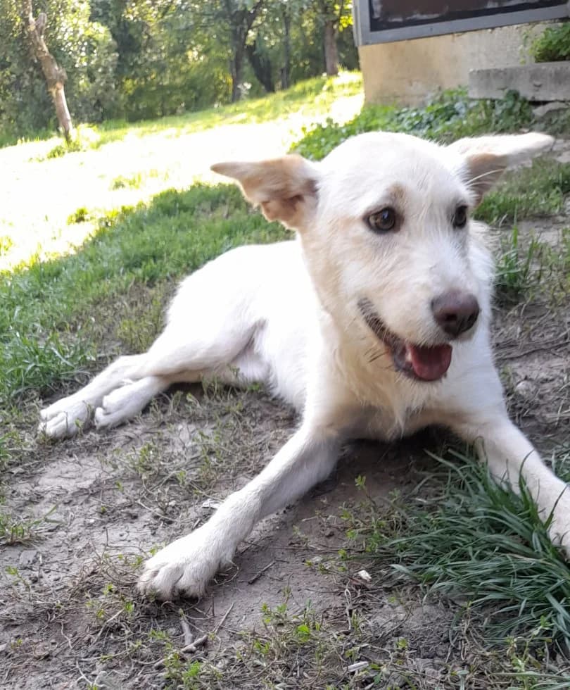 Beba, Mixed Breed (Feniks)