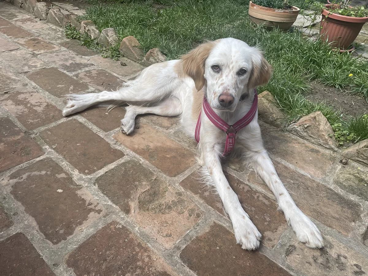 Pegi, Mixed Breed (Feniks)