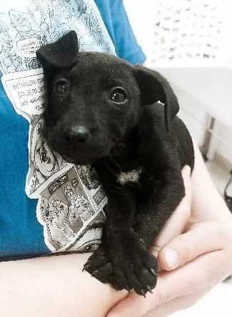 Narcisa, Mixed Breed (Feniks)