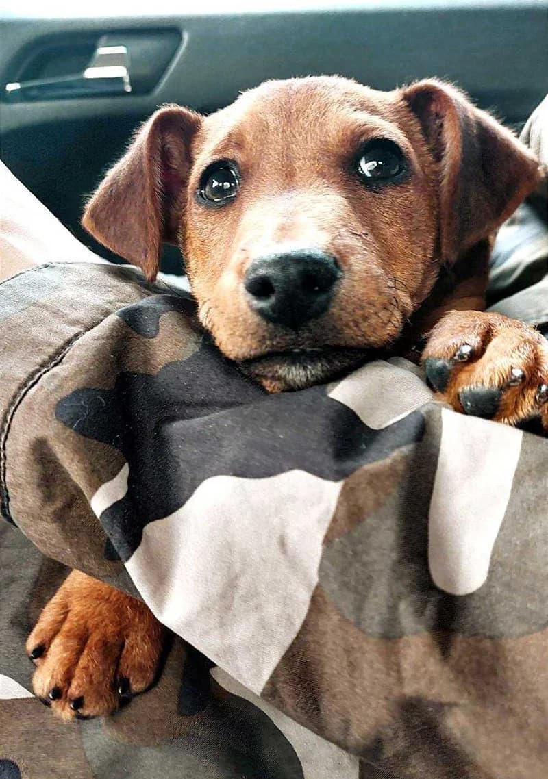 Zumbul, Mixed Breed (Feniks)