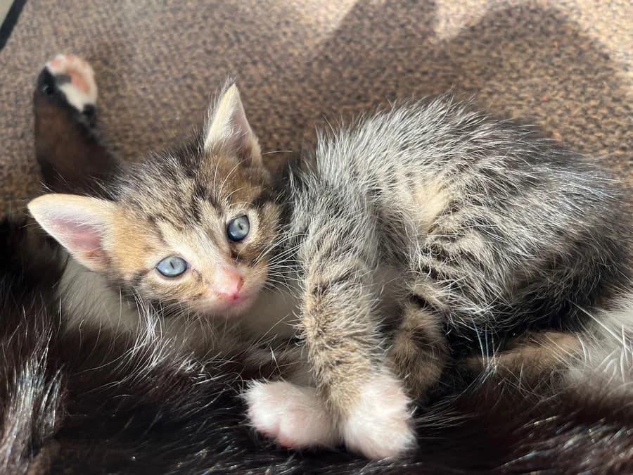 Macike, Mixed Breed (Feniks)